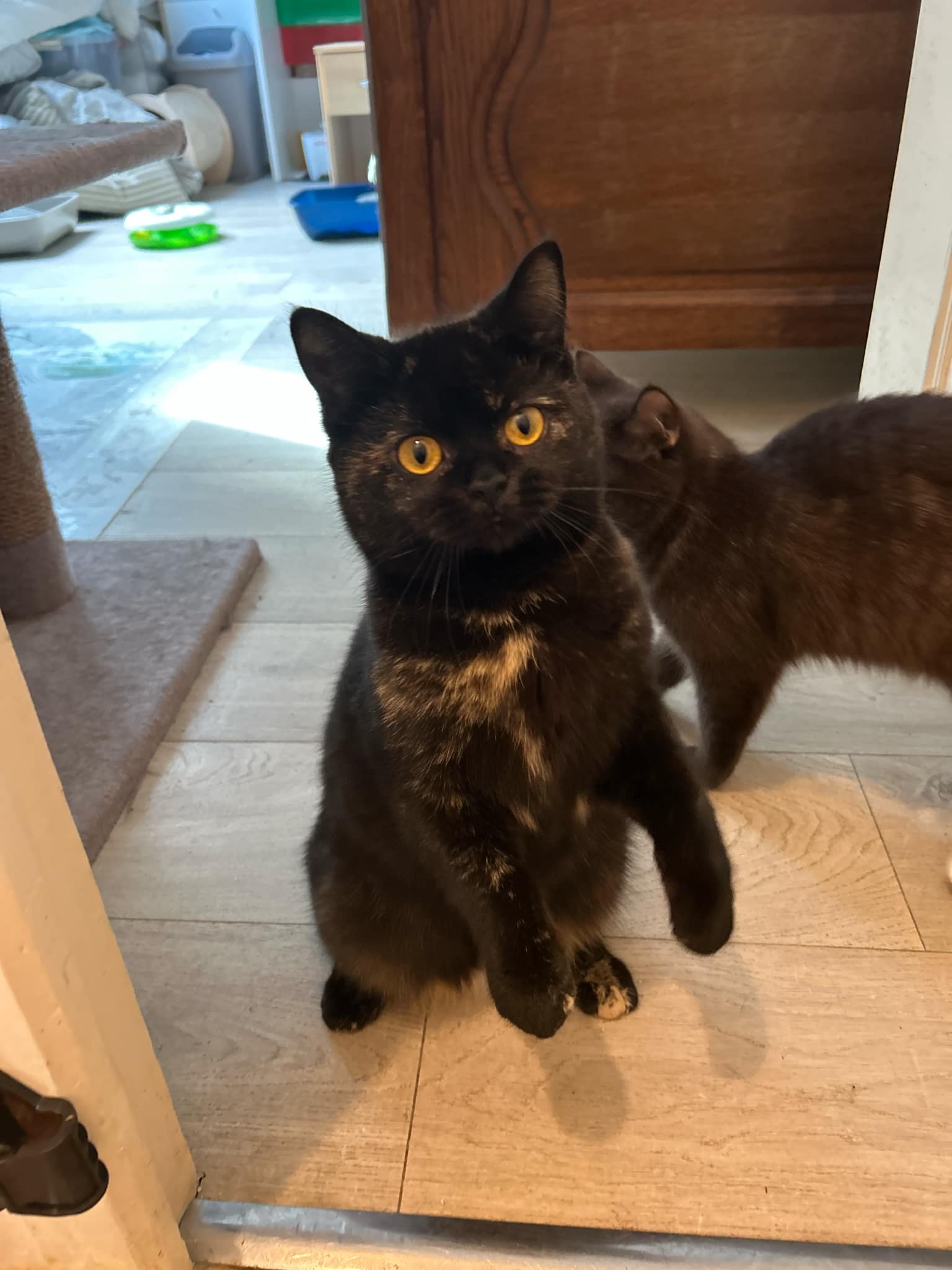 Volupté, chatte Céleste noir tortie aux yeux or