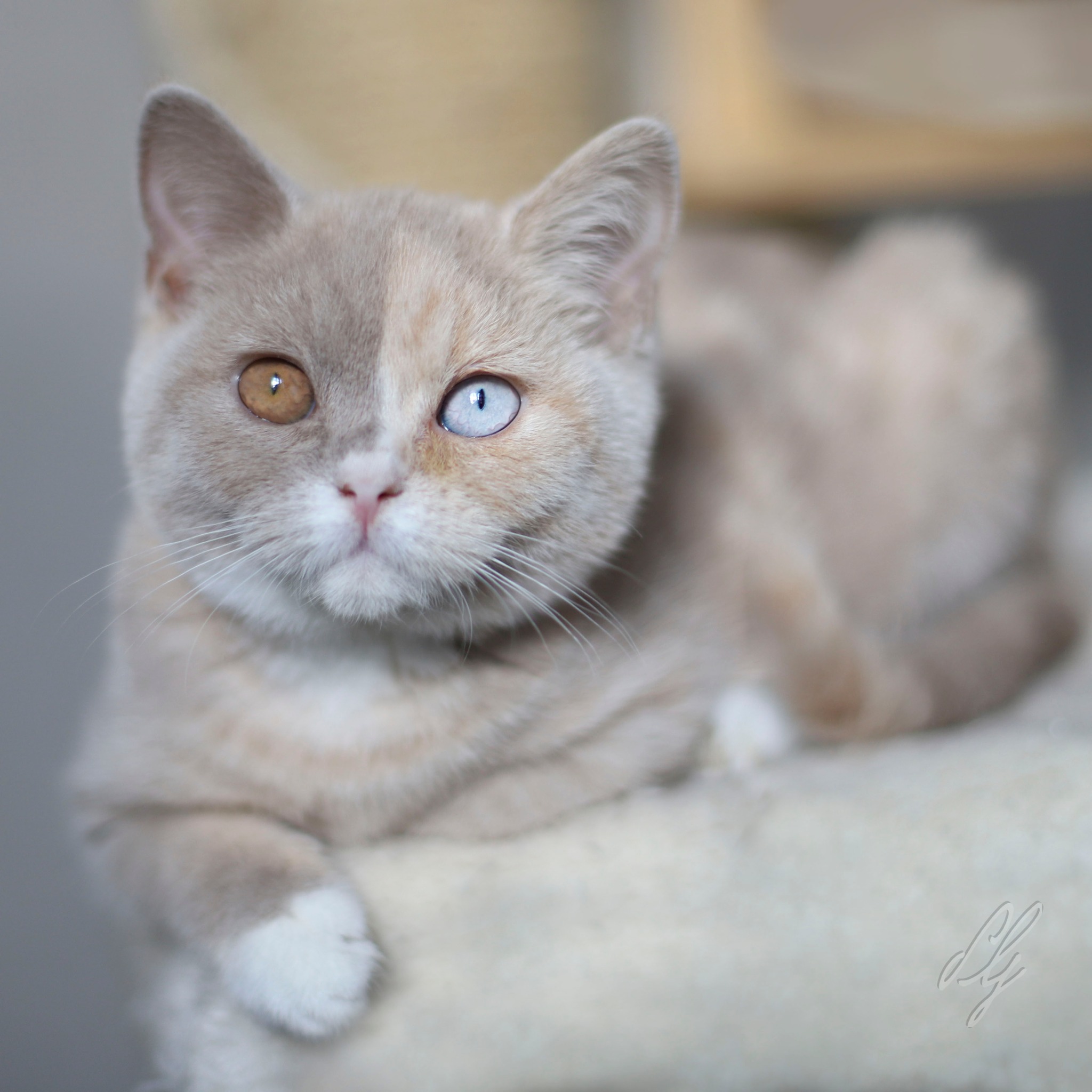 Chat aux yeux bleus et surdité : pourquoi le Chat Céleste n’est pas sourd