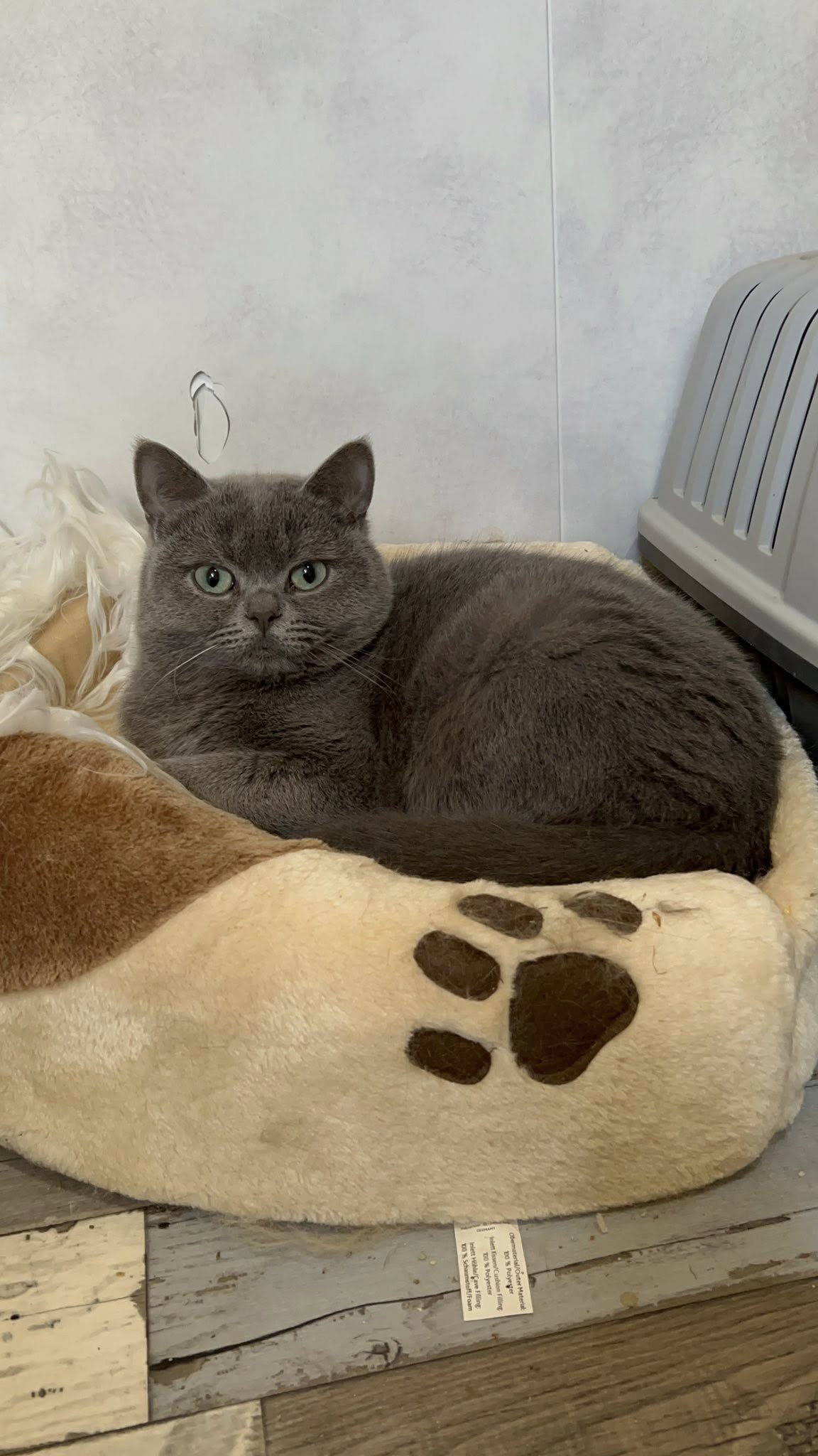 Chat Céleste : Caractère, Origine et Entretien