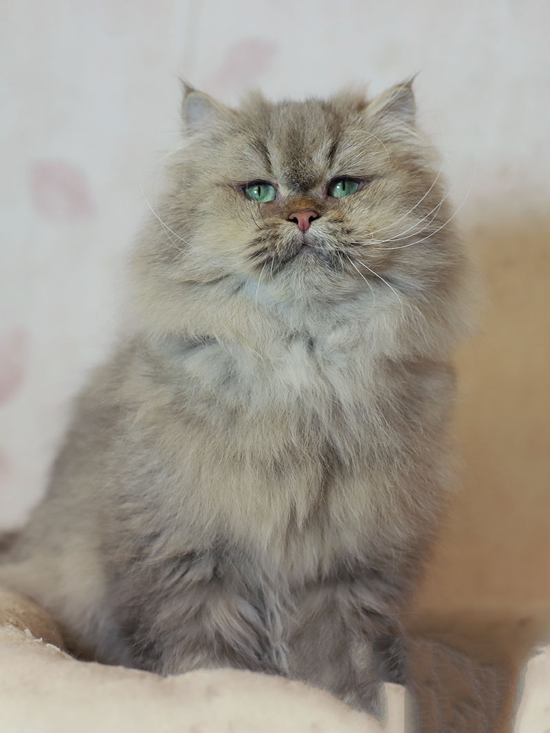 Boules de poils chez le chat : causes, prévention et solutions