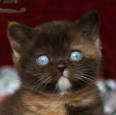 Le contrat de vente d’un chaton de race : clauses indispensables et clauses abusives