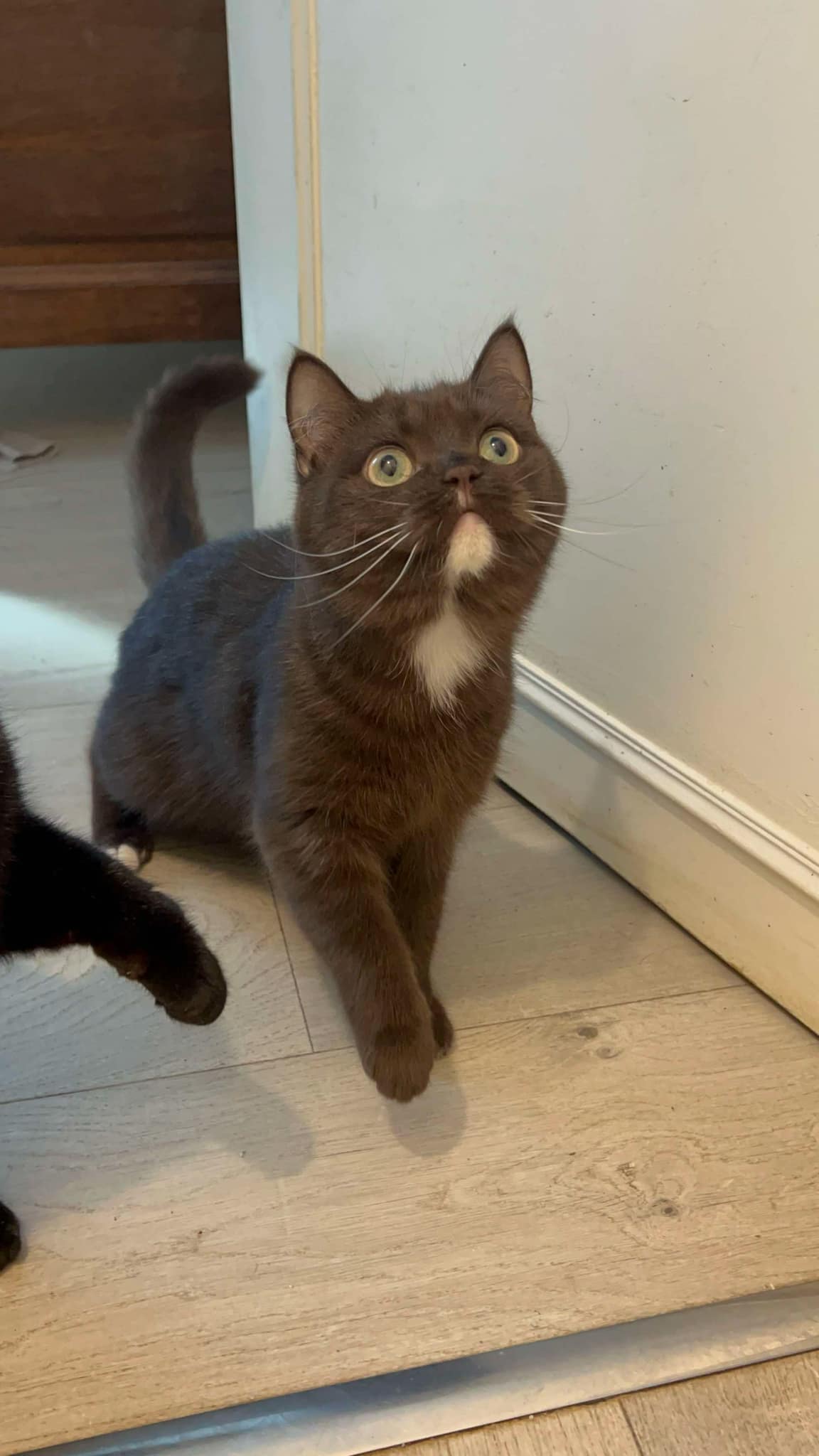 Aménager un intérieur pour chat d’appartement : arbre à chat et enrichissement