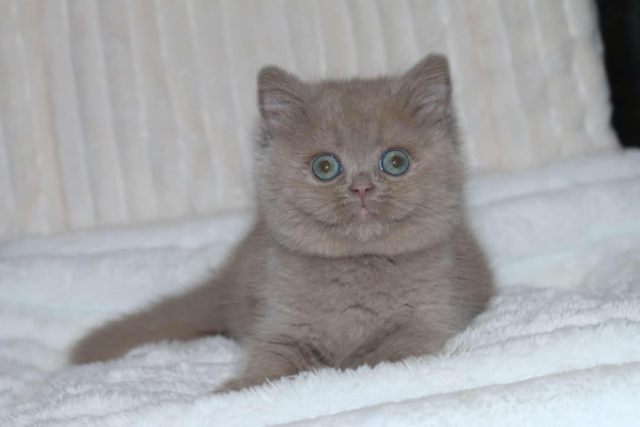 Accueillir son chaton : réussir les 15 premiers jours à la maison