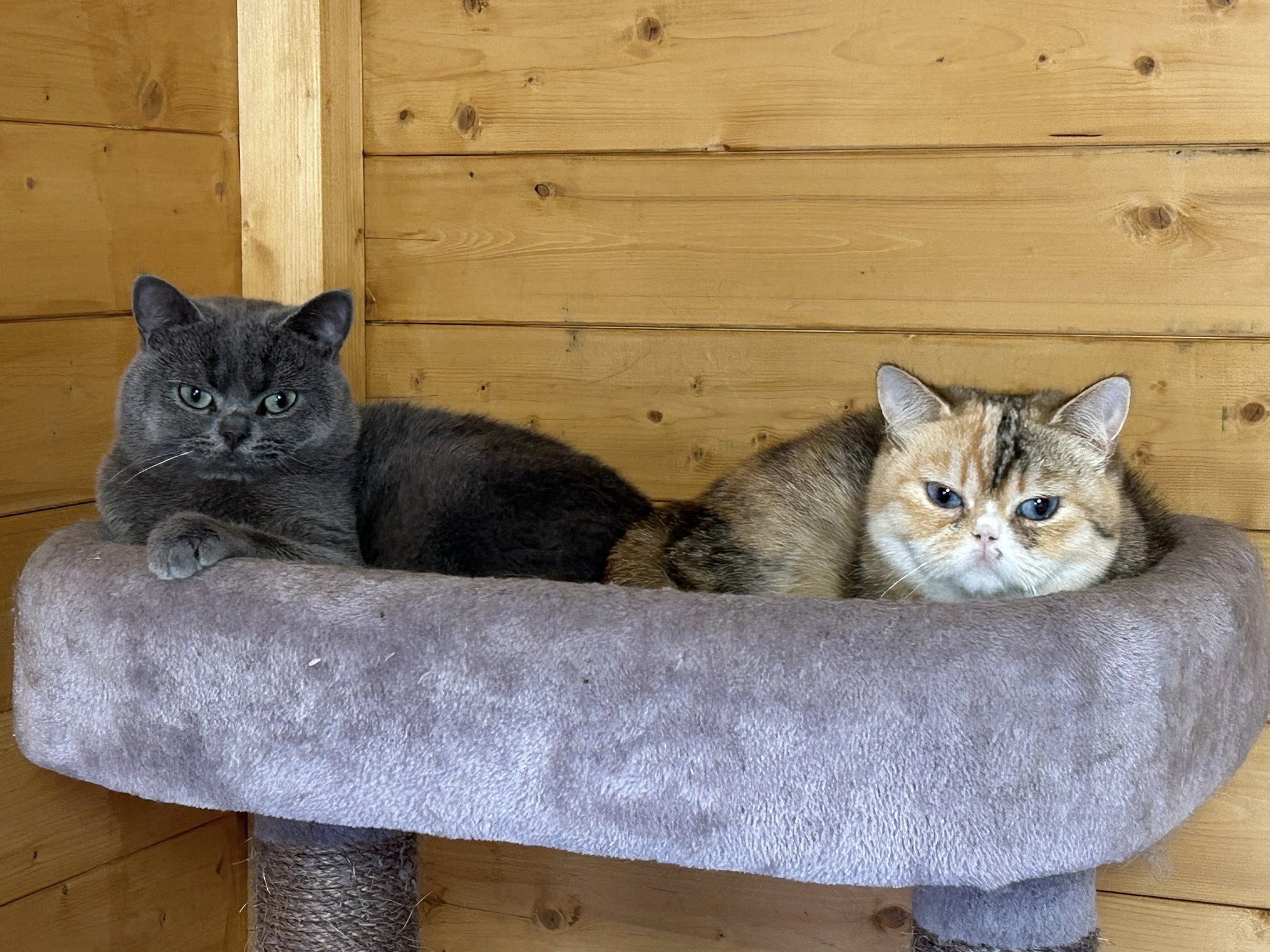 Alimentation du chaton de la naissance à 1 an : étapes et quantités