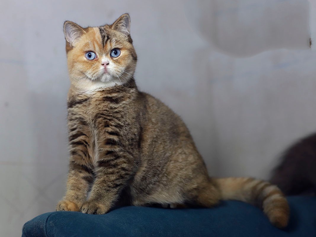 Prix Chaton Céleste LOOF : Tarifs 2026 Transparents & Détaillés