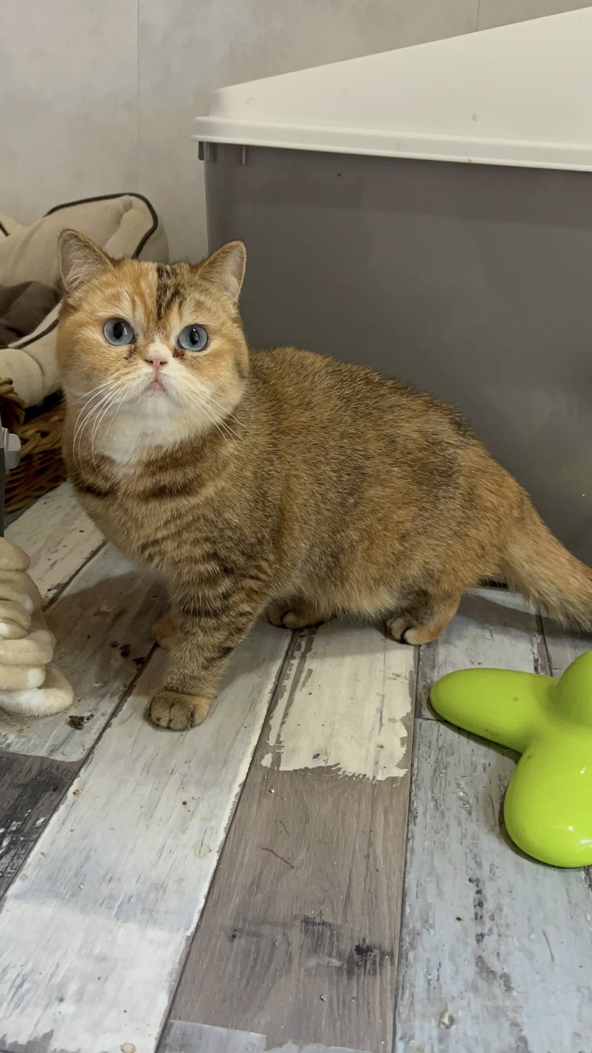 Les couleurs de robe du Chat Céleste : guide visuel complet