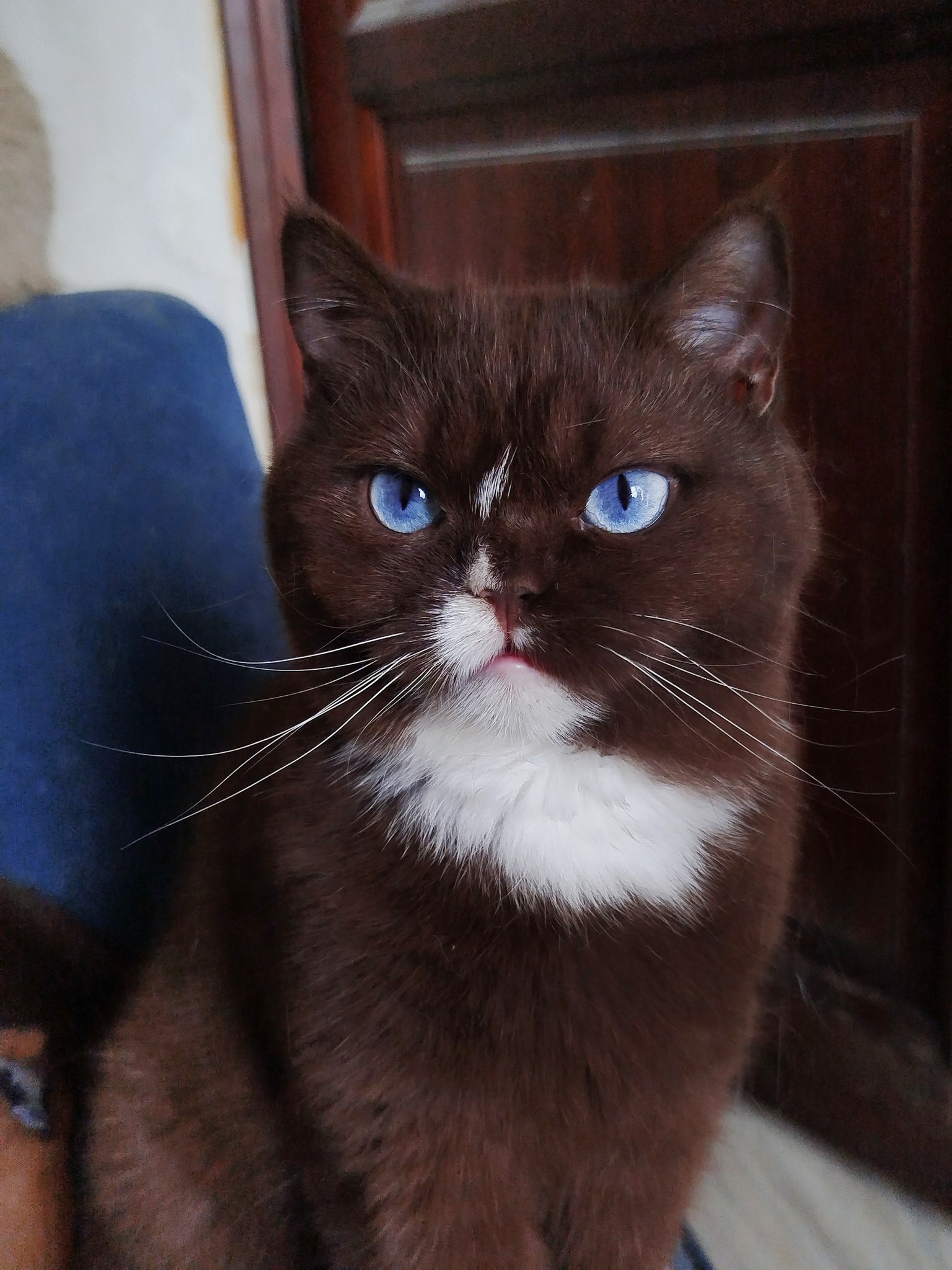 Comment choisir un éleveur de chat de race sérieux et éviter les arnaques