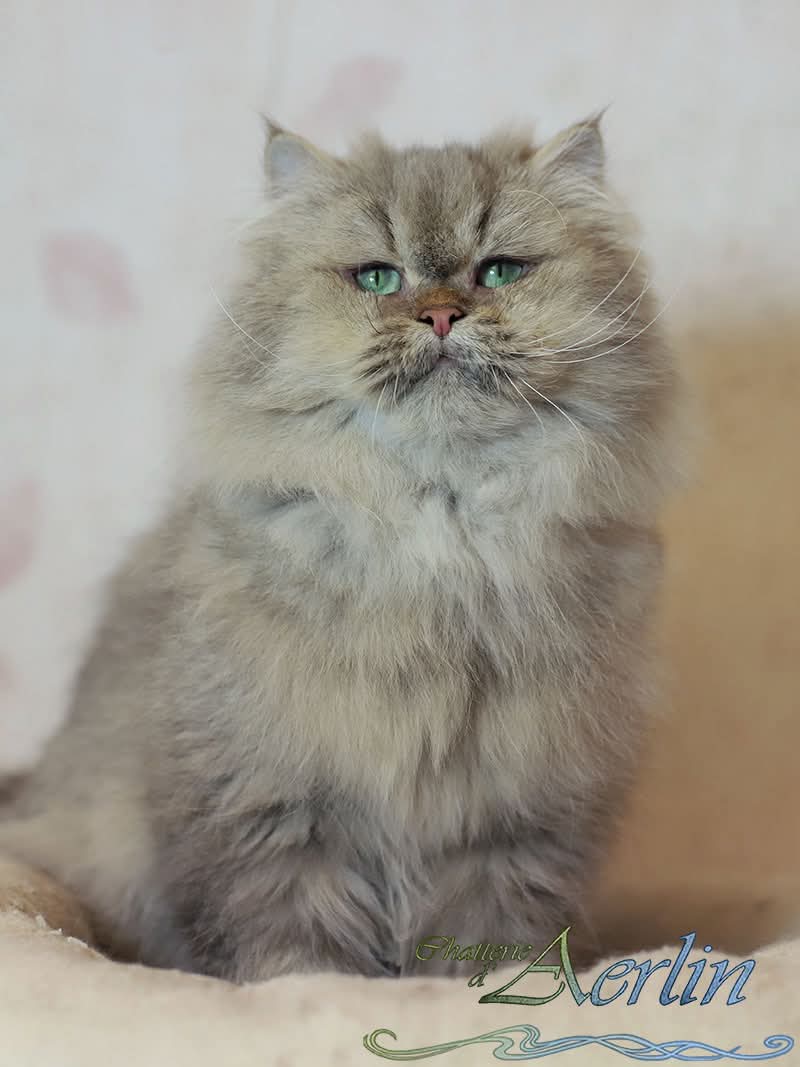 Chuppa