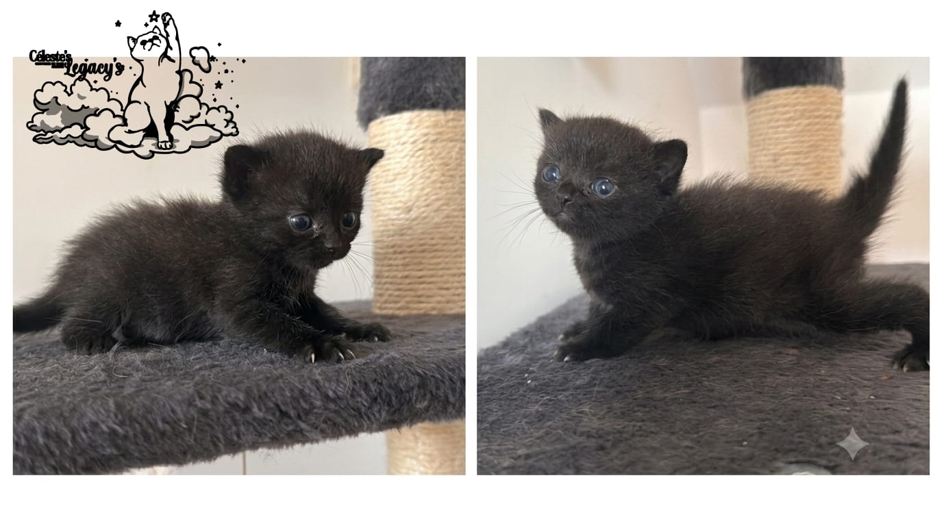 Chatons Céleste de la Portée du 25 mai 2026