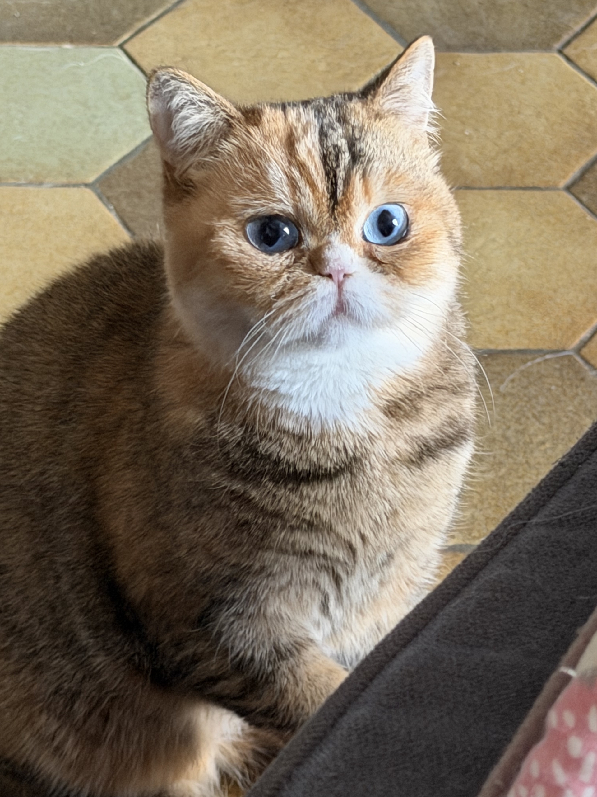 Umeboshi, Chat Céleste brown tortie aux yeux bleus