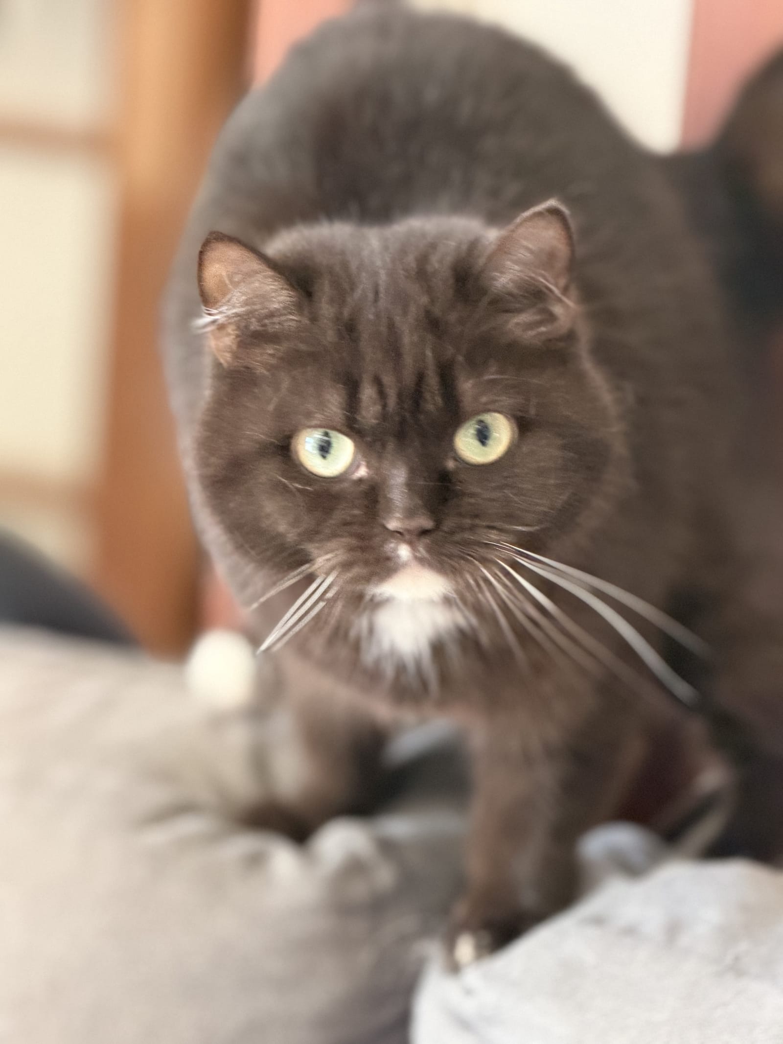 Chatons Céleste de la Portée Vajra x Chuppa – 1er mai 2026