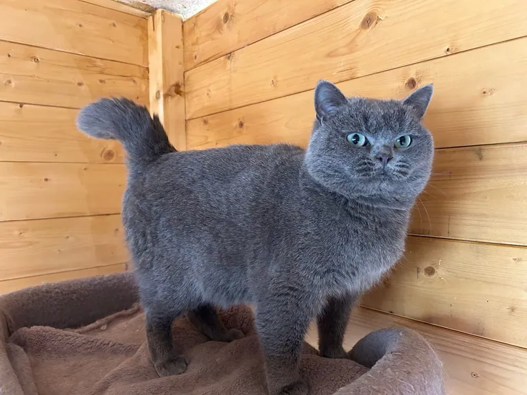 Chubby-Moon's Wonder, reproducteur Céleste bleu aux yeux verts émeraude, LOOF 2024.49440 RIEX