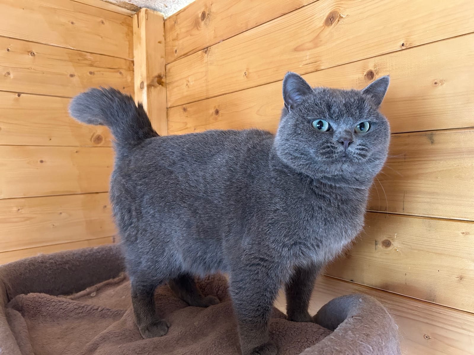 Élevage de British Shorthair et Longhair LOOF dans l'Oise