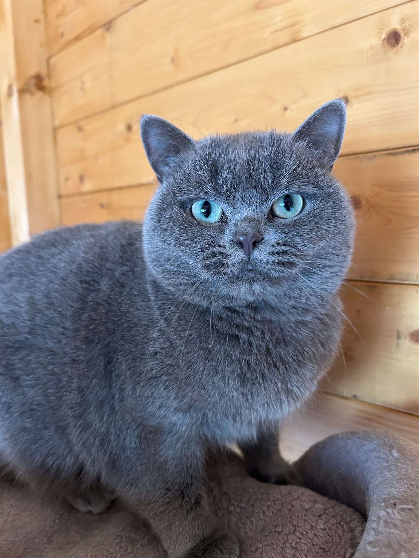 British Shorthair : caractère, couleurs et santé de la race